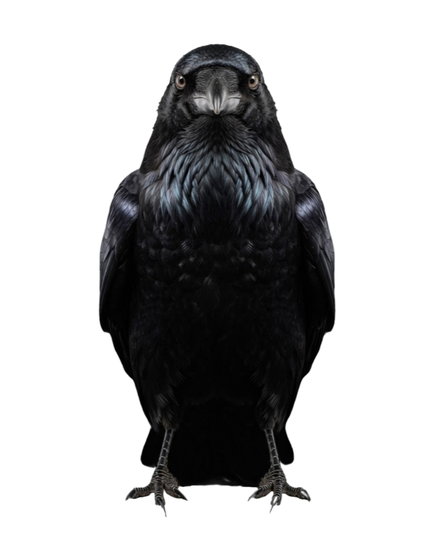 Subject 001, a raven photographed head-on against black
